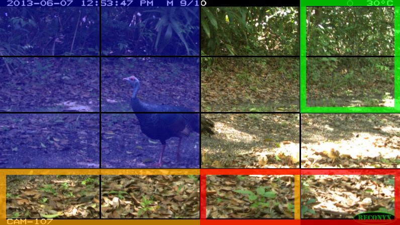 I-JEPA masking on an iWildCam camera-trap image